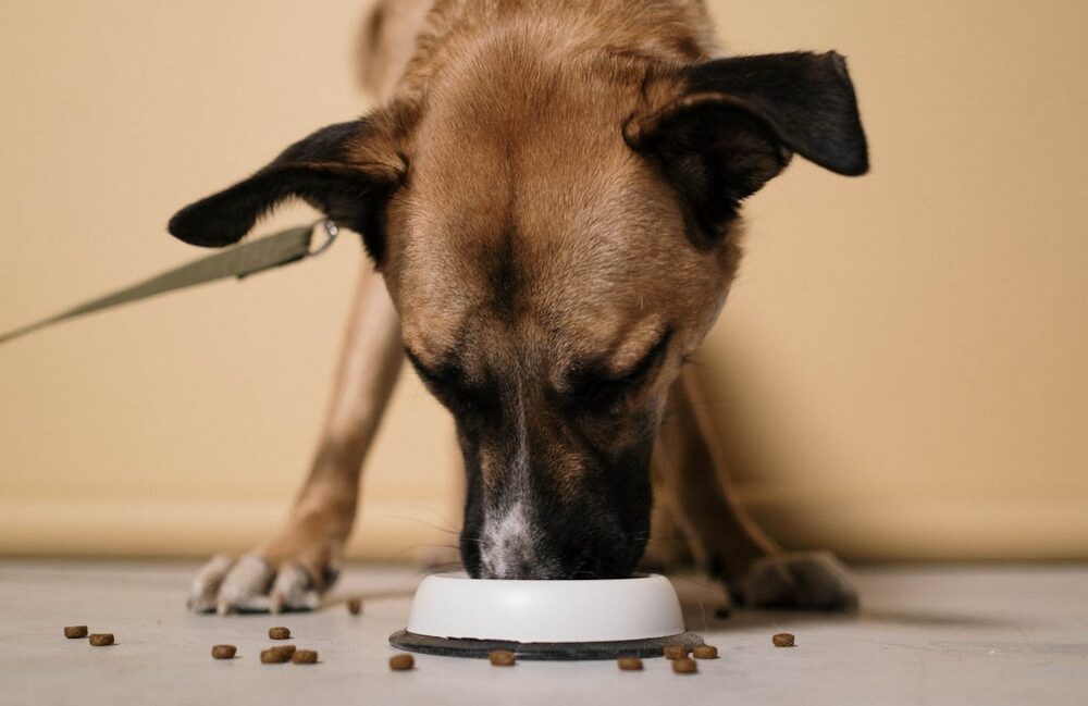 Deze soorten voeding voor je hond zijn aanraders