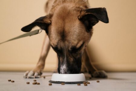 Deze soorten voeding voor je hond zijn aanraders